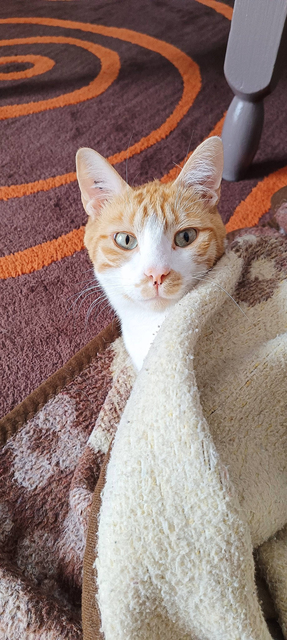 Eliot participe au concours pour gagner de l'argent avec cette photo : carnivore, cat, claw, domestic_short_haired_cat, fawn, felidae, flooring, fur, paw, small_to_medium_sized_cats, snout, tail, terrestrial_animal, whiskers, wood, woven_fabric