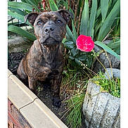 Ouma participe au concours pour gagner de l'argent avec cette photo : dog, brindle, garden, plants, flower, pink_flower, greenery, outdoor, pet, canine, curious, sitting, soil, bush, nature, animal, close_up, young_dog, ears_up, alert