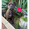 dog, brindle, garden, plants, flower, pink_flower, greenery, outdoor, pet, canine, curious, sitting, soil, bush, nature, animal, close_up, young_dog, ears_up, alert
