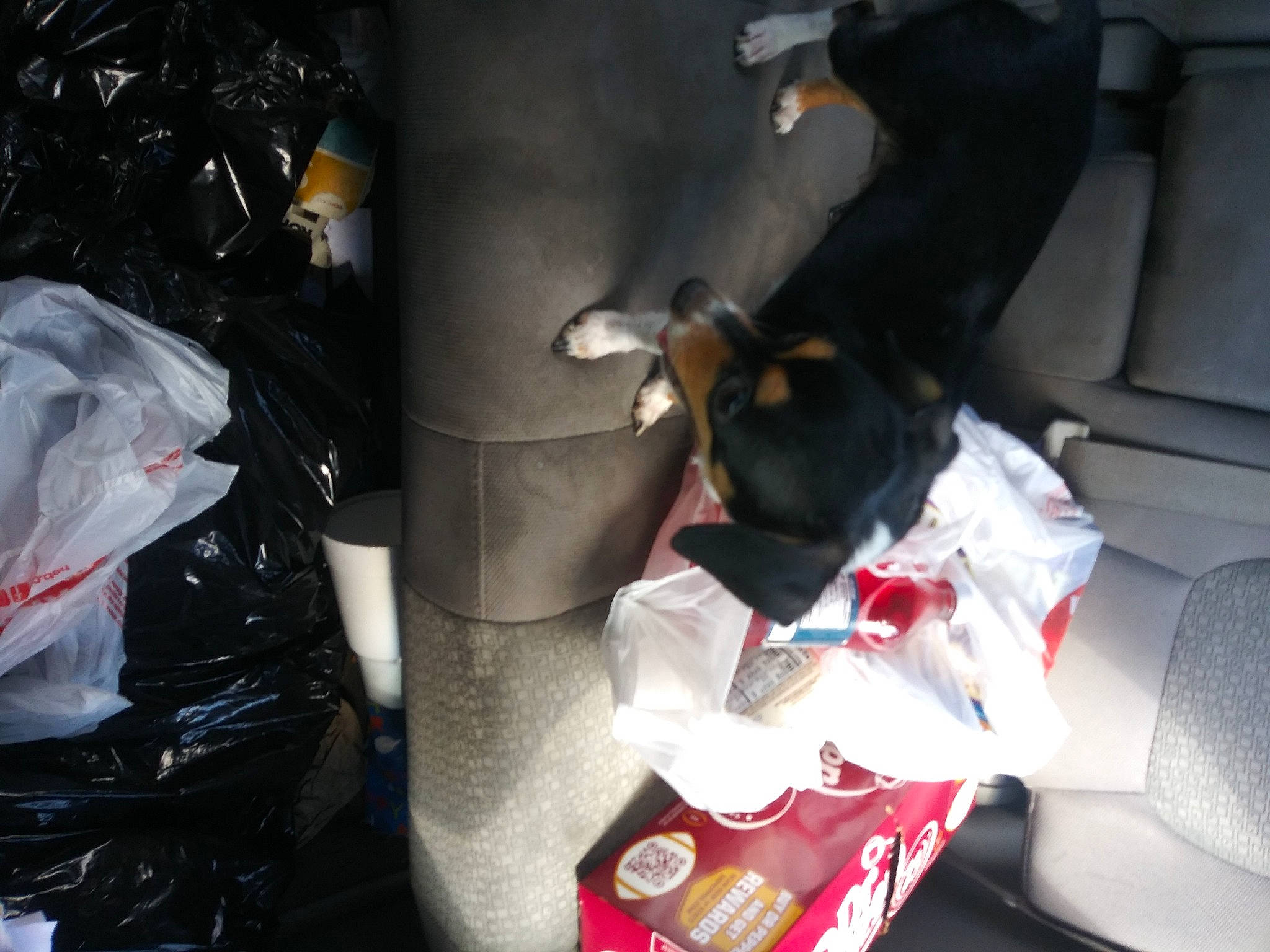 Bella is registered to the contest to win money with this photo: auto_part, automotive_design, automotive_exterior, bag, car_seat, car_seat_cover, carmine, carnivore, comfort, companion_dog, couch, dog, dog_breed, event, head_restraint, personal_protective_equipment, plastic, plastic_bag, trunk, vehicle_door