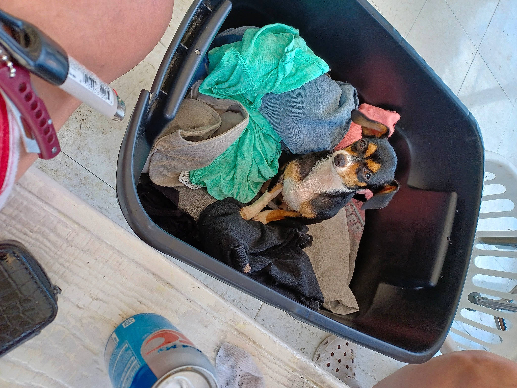 Bella is registered to the contest to win money with this photo: auto_part, automotive_exterior, automotive_lighting, automotive_window_part, bumper, car_seat, carnivore, companion_dog, dog, dog_breed, eyewear, family_car, glass, kitchen_utensil, motor_vehicle, seat_belt, trunk, vehicle, vehicle_door, windshield