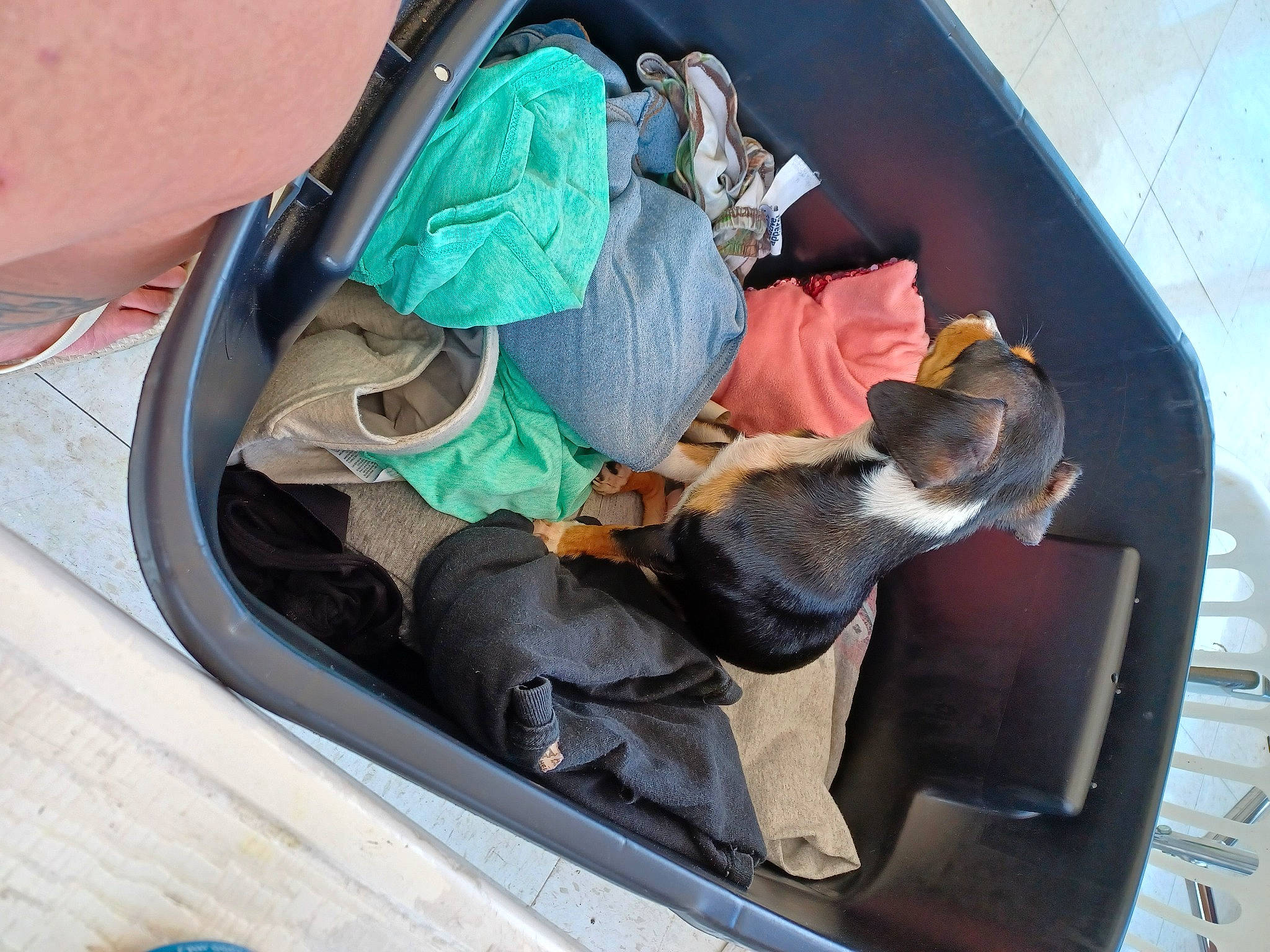 Bella joined the competition — help win amazing prizes! auto_part, automotive_design, automotive_exterior, automotive_lighting, automotive_window_part, baby, baby_carriage, baby_products, bumper, car_seat, comfort, family_car, luxury_vehicle, motor_vehicle, sitting, trunk, vehicle, vehicle_door, window, windshield