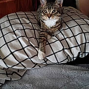 Abby is registered to the contest to win money with this photo: cat, tabby, pet, animal, feline, paw, bedroom, pillow, checkered, striped, fur, resting, cozy, indoor, wood, cute, domestic, relaxed, whiskers, ears