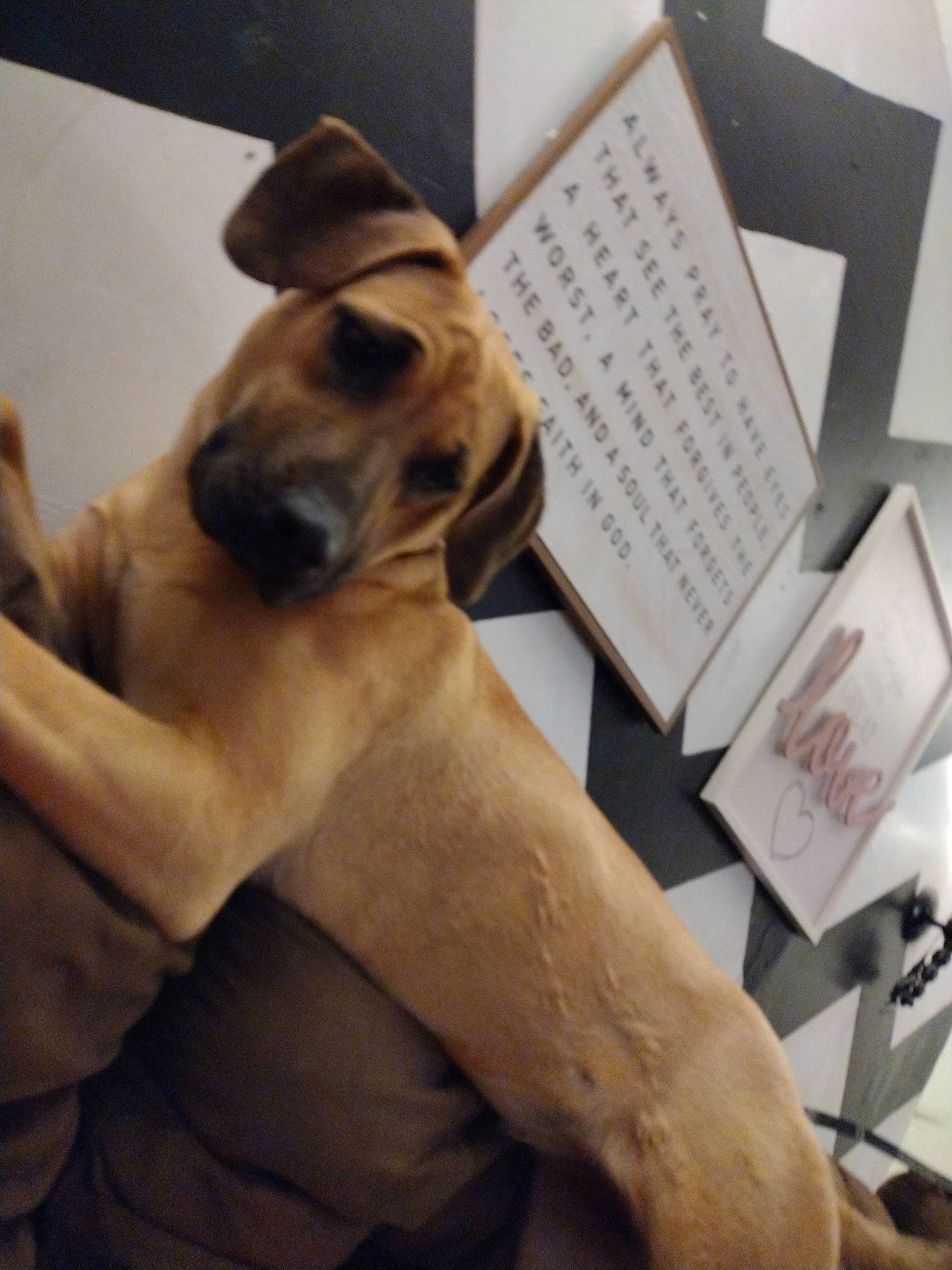 Libby is registered to the contest to win money with this photo: art, canidae, carnivore, comfort, companion_dog, dog, dog_breed, dog_collar, dress, eyewear, fawn, font, fur, guard_dog, paw, puppy, snout, sporting_group, street_dog, whiskers