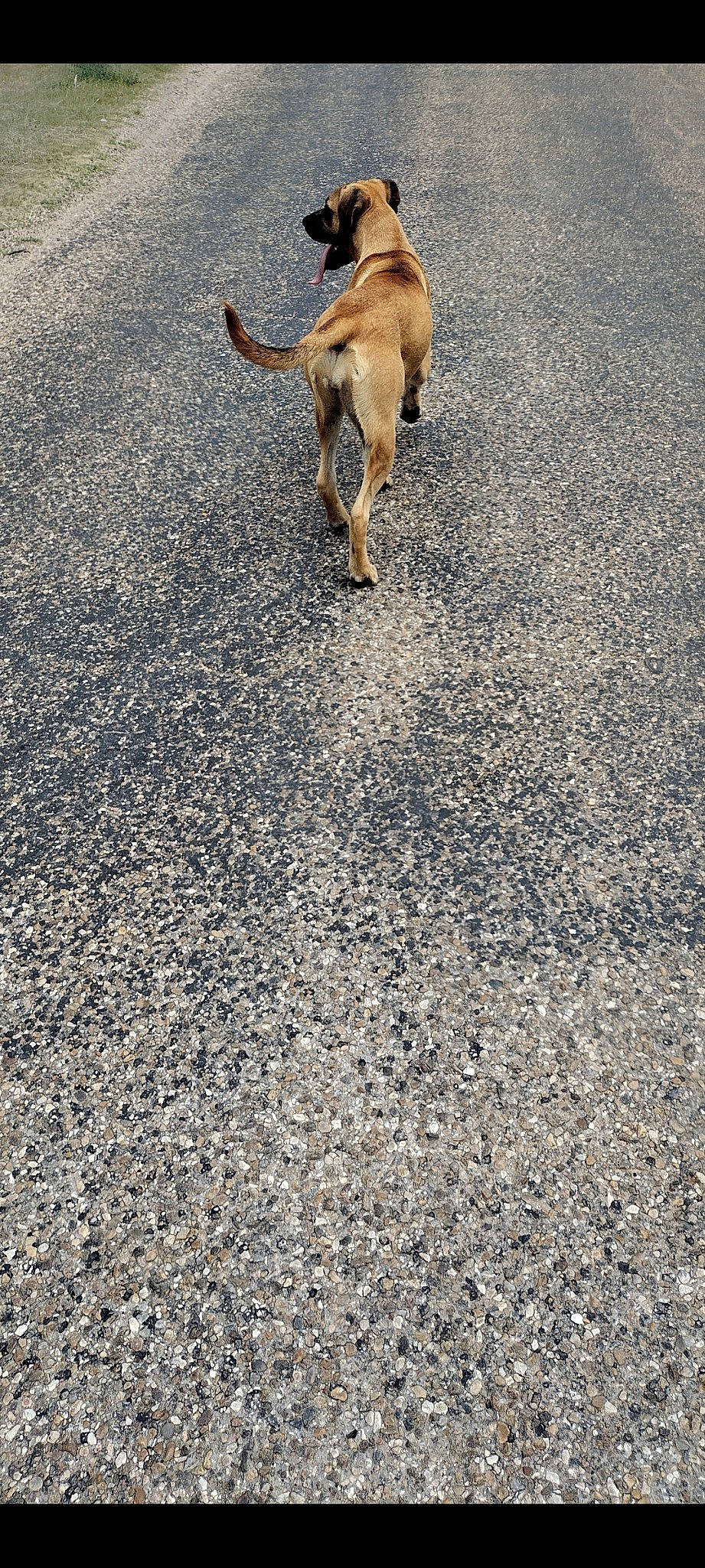 Libby joined the competition — help win amazing prizes! asphalt, canidae, carnivore, claw, companion_dog, dog_breed, fawn, felidae, fur, grass, human_leg, paw, road_surface, shadow, small_to_medium_sized_cats, soil, sporting_group, tail, tar, wildlife