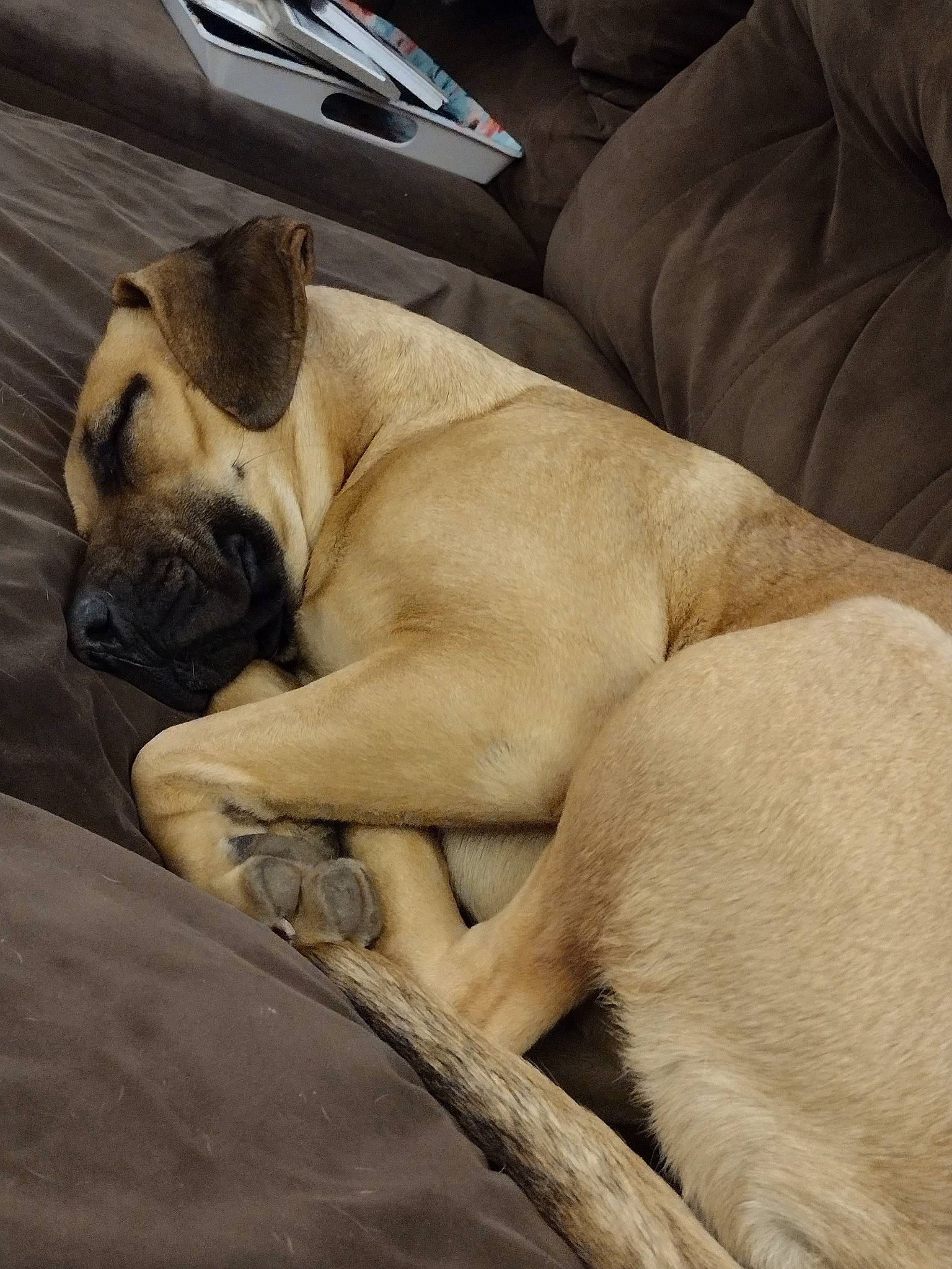 Libby is registered to the contest to win money with this photo: bulldog, canidae, carnivore, comfort, companion_dog, couch, dog, dog_breed, fawn, fur, nap, paw, snout, sporting_group, terrestrial_animal, whiskers, wildlife, window, working_animal, wrinkle