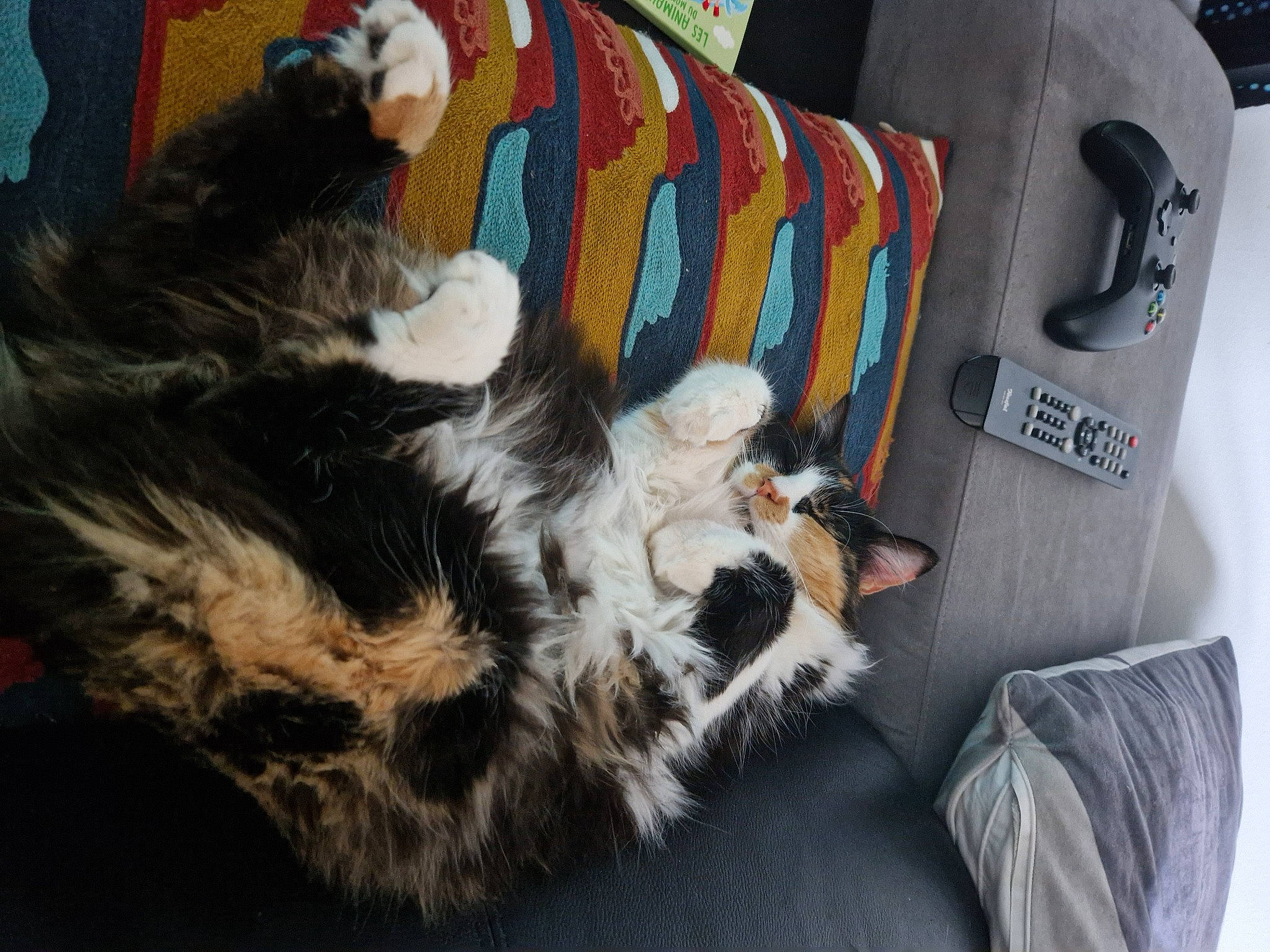 Youna participe au concours pour gagner de l'argent avec cette photo : canidae, carnivore, cat, claw, comfort, companion_dog, couch, dog_breed, domestic_short_haired_cat, felidae, fur, lap, nap, paw, room, sitting, small_to_medium_sized_cats, sporting_group, tail, whiskers