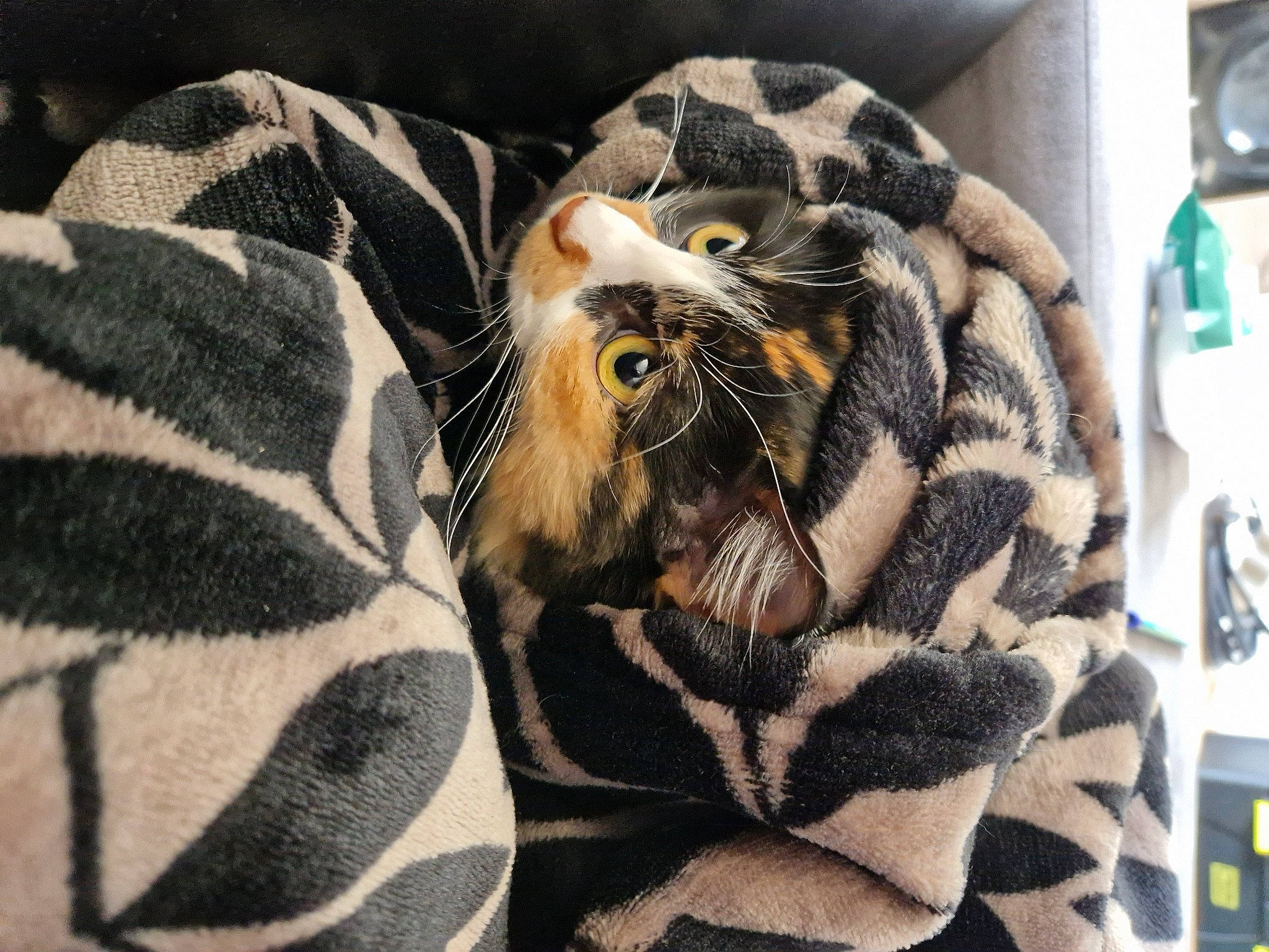 Youna a rejoint le concours — aidez-le/la à gagner de superbes lots ! big_cats, carnivore, cat, claw, close_up, comfort, eye, felidae, fur, head, human_body, organism, pattern, roar, siberian_tiger, sleeve, small_to_medium_sized_cats, snout, terrestrial_animal, whiskers