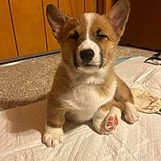 Tug joined the competition — help win amazing prizes! puppy, dog, corgi, indoor, carpet, white_pad, sitting, fluffy, cute, pink_paw_pads, wood_paneling, pet, young_dog, fur, small_dog, paw, animal, canine, companion, sleepy