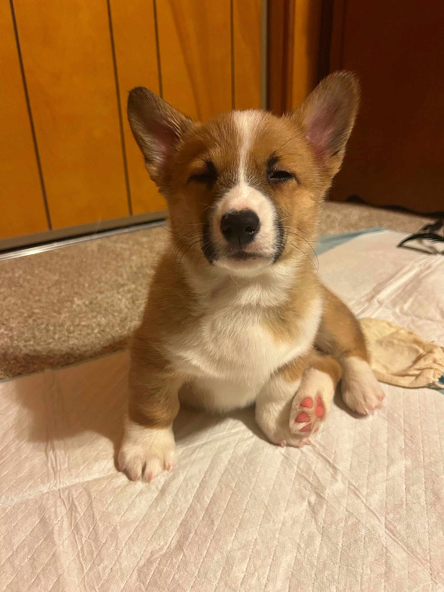 Tug joined the competition — help win amazing prizes! puppy, dog, corgi, indoor, carpet, white_pad, sitting, fluffy, cute, pink_paw_pads, wood_paneling, pet, young_dog, fur, small_dog, paw, animal, canine, companion, sleepy
