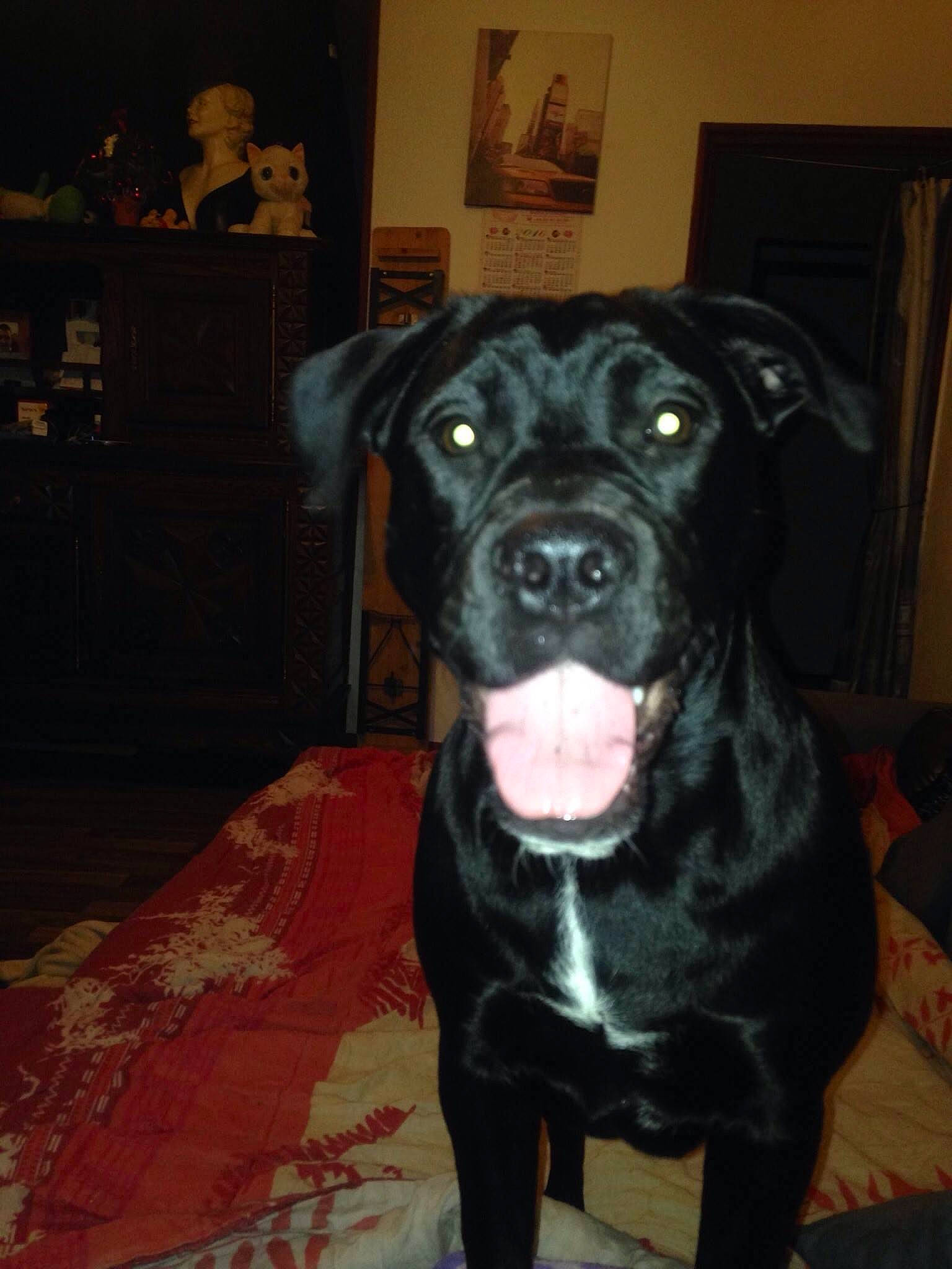 Orphee a rejoint le concours — aidez-le/la à gagner de superbes lots ! borador, canidae, carnivore, companion_dog, dog, dog_breed, fawn, fur, guard_dog, hardwood, molosser, non_sporting_group, picture_frame, snout, sporting_group, terrestrial_animal, whiskers, working_animal, working_dog