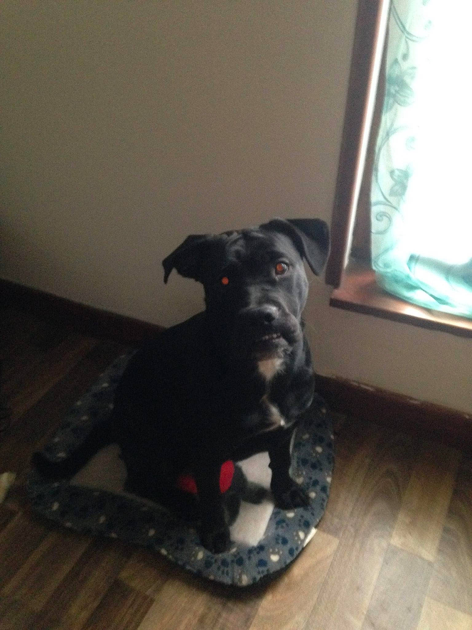 Orphee a rejoint le concours — aidez-le/la à gagner de superbes lots ! carnivore, collar, companion_dog, dog, dog_breed, dog_collar, dog_supply, fawn, floor, flooring, hardwood, laminate_flooring, personal_protective_equipment, pet_supply, snout, sporting_group, tail, window, wood, working_animal