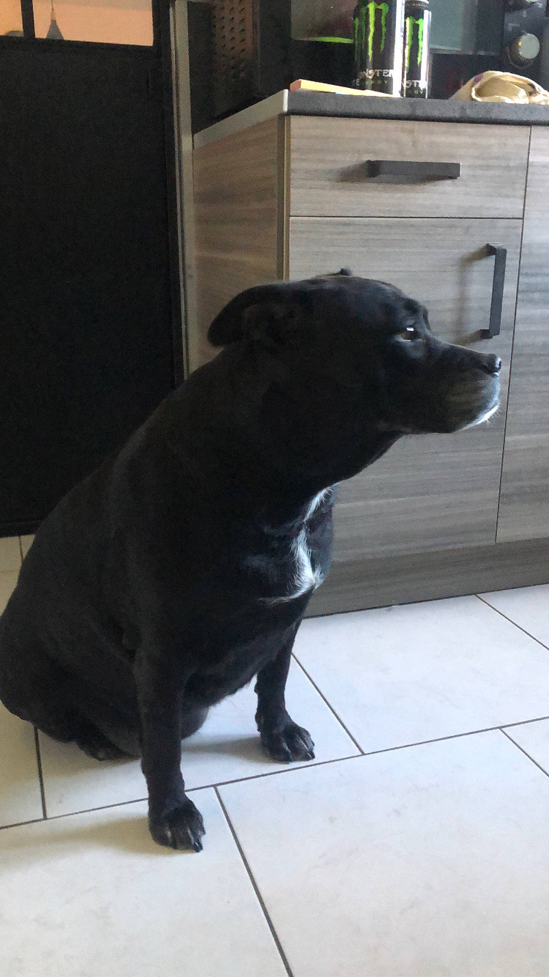 Orphee a rejoint le concours — aidez-le/la à gagner de superbes lots ! borador, canidae, carnivore, claw, companion_dog, dog, dog_breed, door, floor, flooring, fur, guard_dog, liver, retriever, snout, sporting_group, tail, terrestrial_animal, whiskers, working_animal