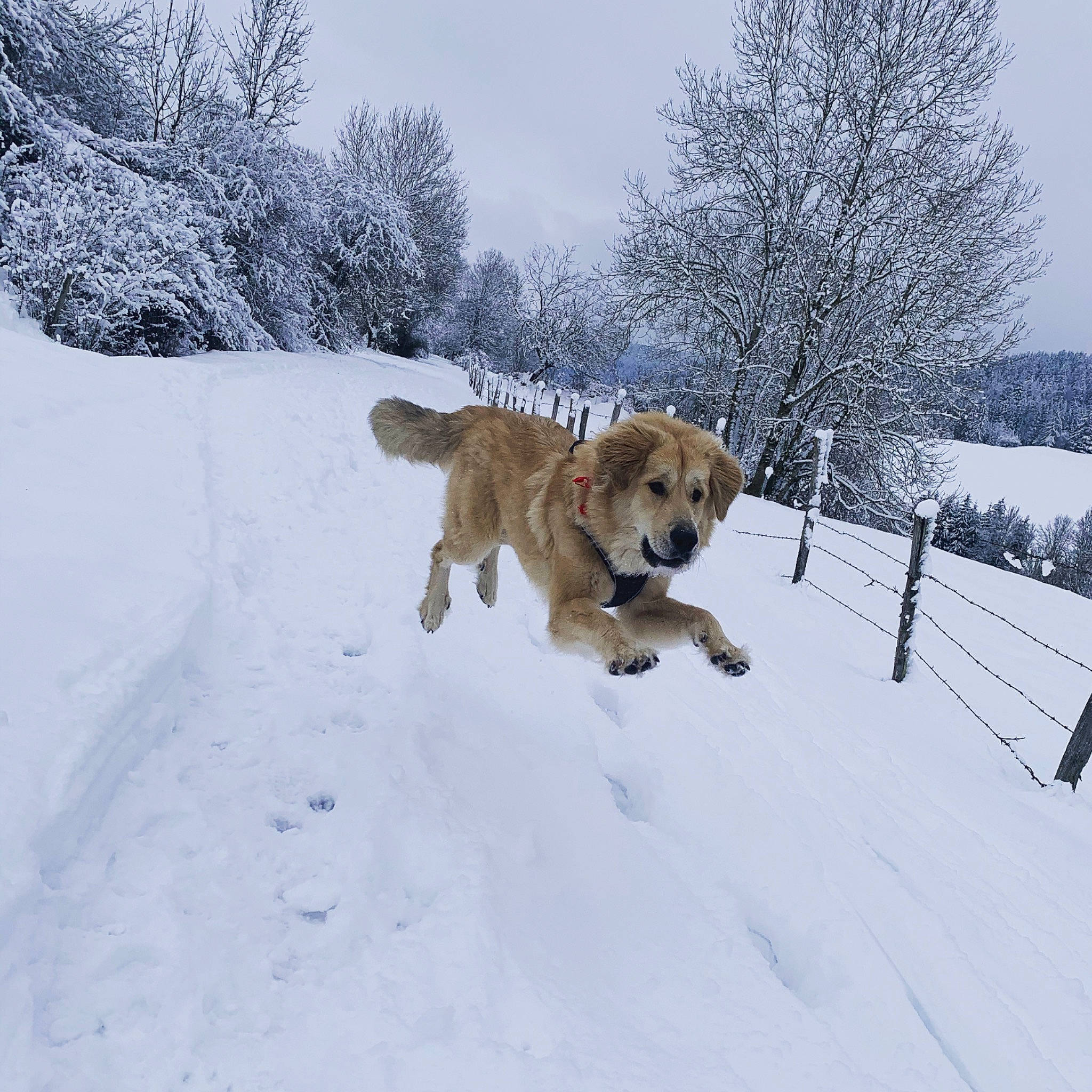Heavy a rejoint le concours — aidez-le/la à gagner de superbes lots ! canidae, carnivore, cloud, companion_dog, dog, dog_breed, fawn, freezing, gun_dog, plant, playing_in_the_snow, retriever, sky, slope, snow, sporting_group, tail, tree, winter, working_dog
