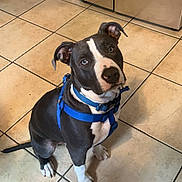 Blue is registered to the contest to win money with this photo: animal, black_and_white, blue_harness, canine, companion, curious, cute, dog, domestic_animal, ears, floor_tiles, household, indoors, kitchen, looking_up, pet, sitting, tail, tile_floor, young_dog