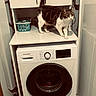 appliance, basket, black, brown, cabinet, cat, clean, curious, electronics, feline, floor, household, indoor, laundry_room, pet, small_space, tabby_cat, tile_floor, washing_machine, white