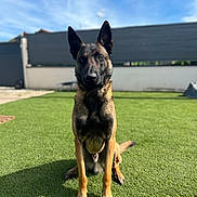Ugo participe au concours pour gagner de l'argent avec cette photo : alert, animal, backyard, belgian_malinois, blue_sky, canine, daylight, dog, domestic_animal, ears_up, fence, green_grass, lawn, nature, outdoor, pet, portrait, shadow, sitting, sunny