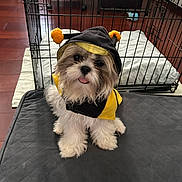 Luna May is registered to the contest to win money with this photo: adorable, animal, bee_costume, canine, costume, crate, cute, dog, fluffy, fur, indoor, mat, pet, pet_clothing, pillow, playful, puppy, sitting, small_dog, tongue_out