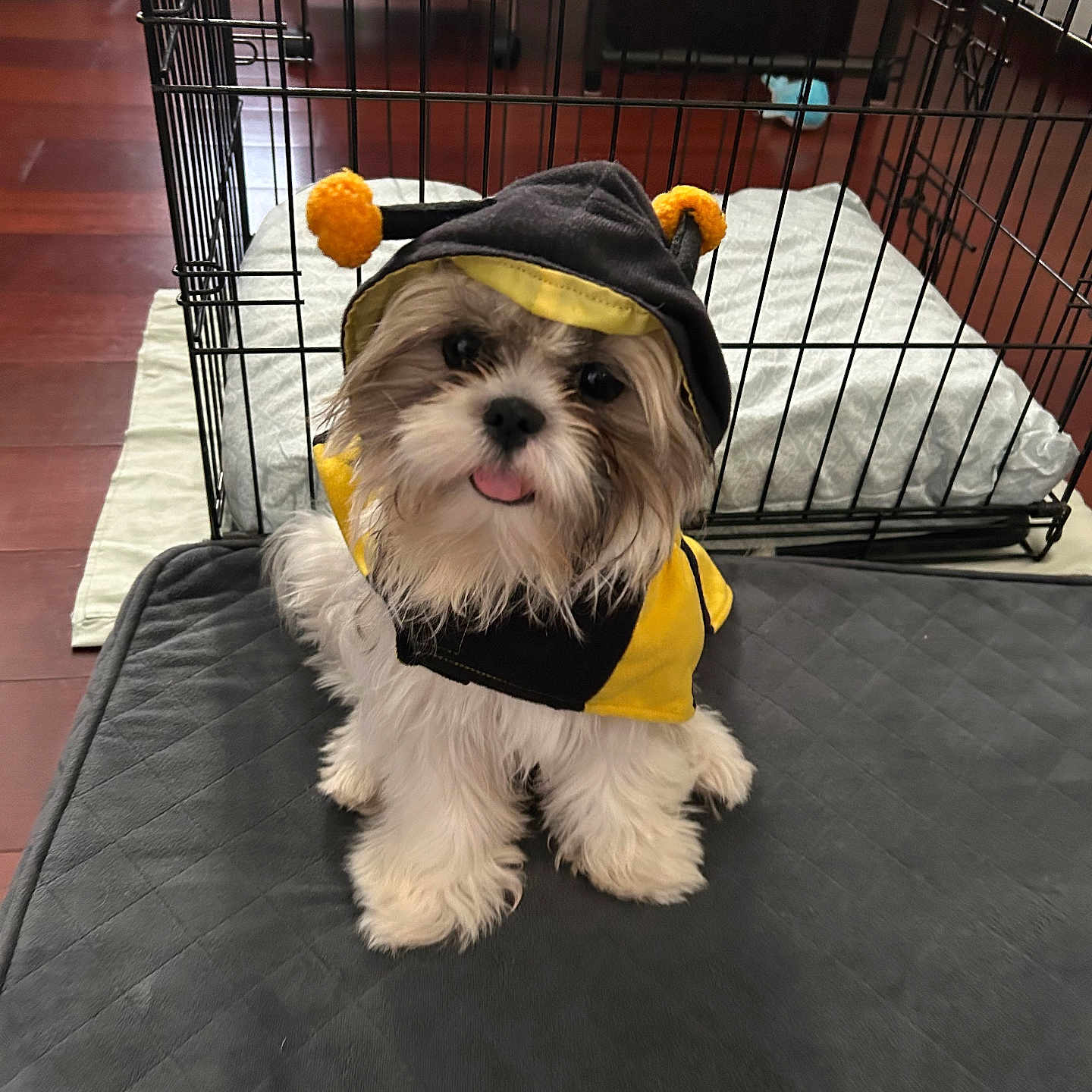 Luna May is registered to the contest to win money with this photo: adorable, animal, bee_costume, canine, costume, crate, cute, dog, fluffy, fur, indoor, mat, pet, pet_clothing, pillow, playful, puppy, sitting, small_dog, tongue_out