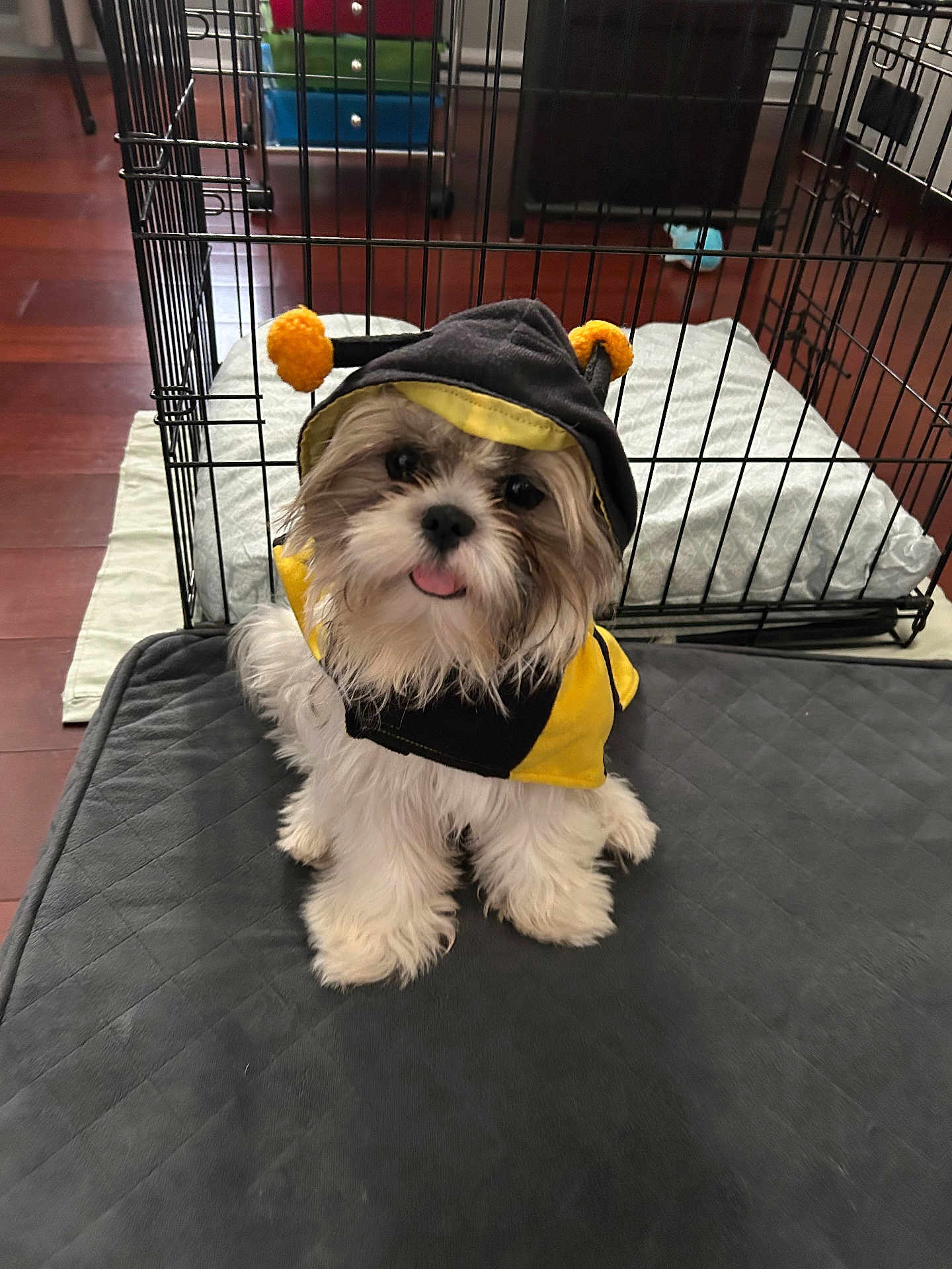 Luna May is registered to the contest to win money with this photo: adorable, animal, bee_costume, canine, costume, crate, cute, dog, fluffy, fur, indoor, mat, pet, pet_clothing, pillow, playful, puppy, sitting, small_dog, tongue_out