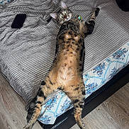 Vodka participe au concours pour gagner de l'argent avec cette photo : animal, bed, blanket, cat, collar, domestic_animal, ears, floor, four_legs, fur, indoor, looking_at_camera, lying_down, pet, relaxed, striped, tabby, tail, whiskers, wooden_floor