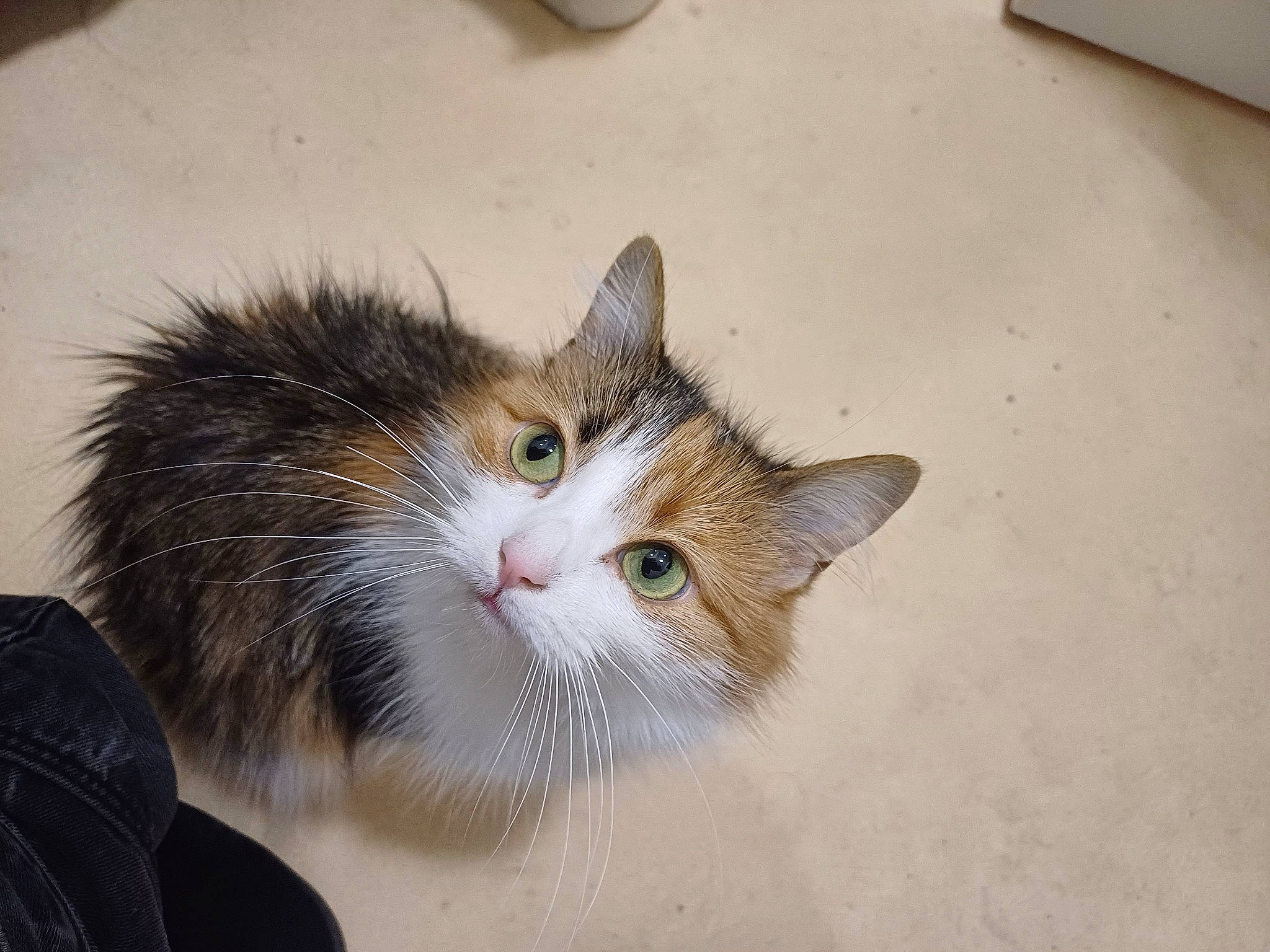 Rubis participe au concours pour gagner de l'argent avec cette photo : carnivore, cat, domestic_short_haired_cat, fawn, felidae, fur, paw, plant, small_to_medium_sized_cats, snout, tail, tree, whiskers, window, wood