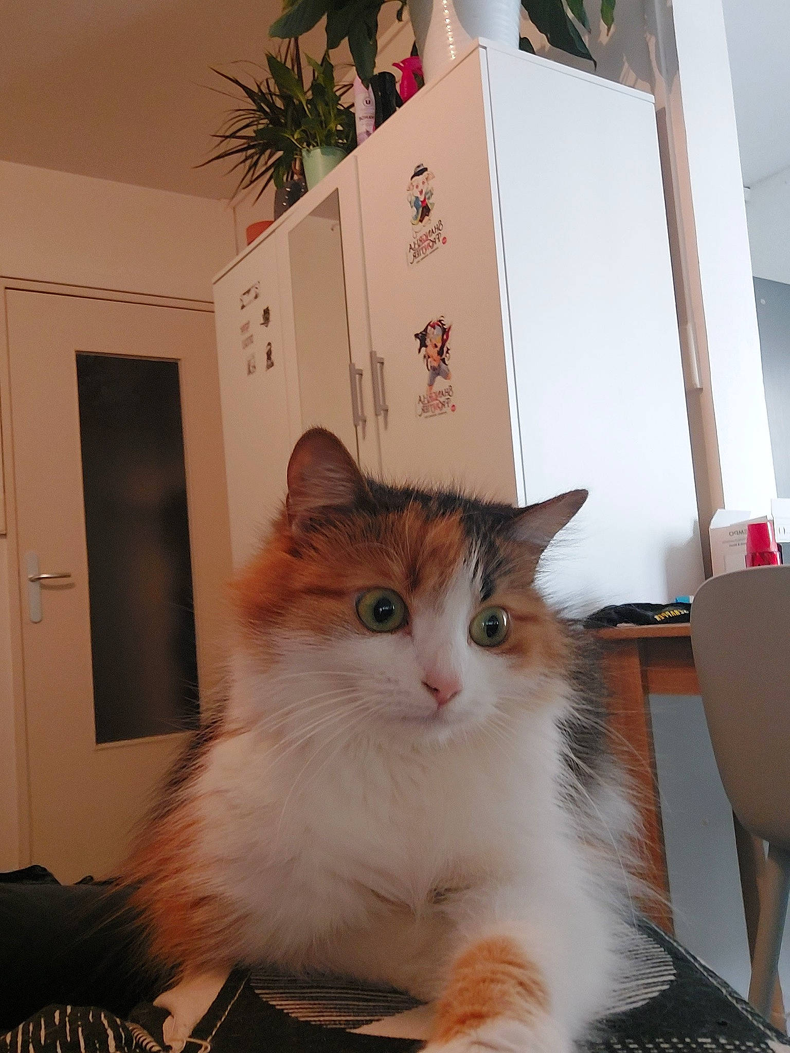 Rubis a rejoint le concours — aidez-le/la à gagner de superbes lots ! carnivore, cat, domestic_short_haired_cat, door, event, fawn, felidae, flooring, fur, hardwood, houseplant, paw, plant, publication, room, small_to_medium_sized_cats, tail, whiskers, window, wood