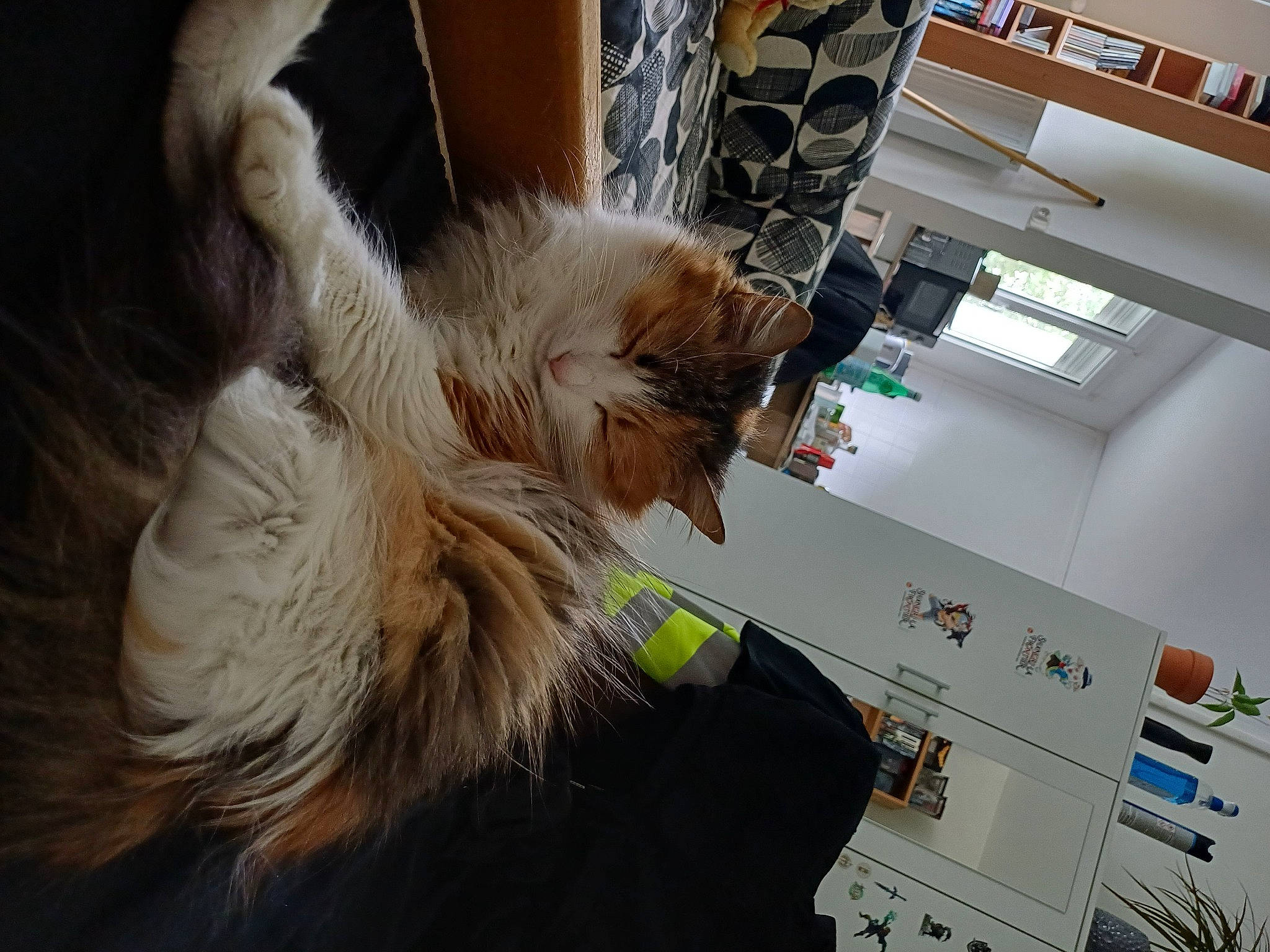 Rubis participe au concours pour gagner de l'argent avec cette photo : canidae, carnivore, claw, companion_dog, dog, dog_breed, fawn, felidae, fur, small_terrier, small_to_medium_sized_cats, sporting_group, tail, terrier, toy_dog, whiskers, working_animal