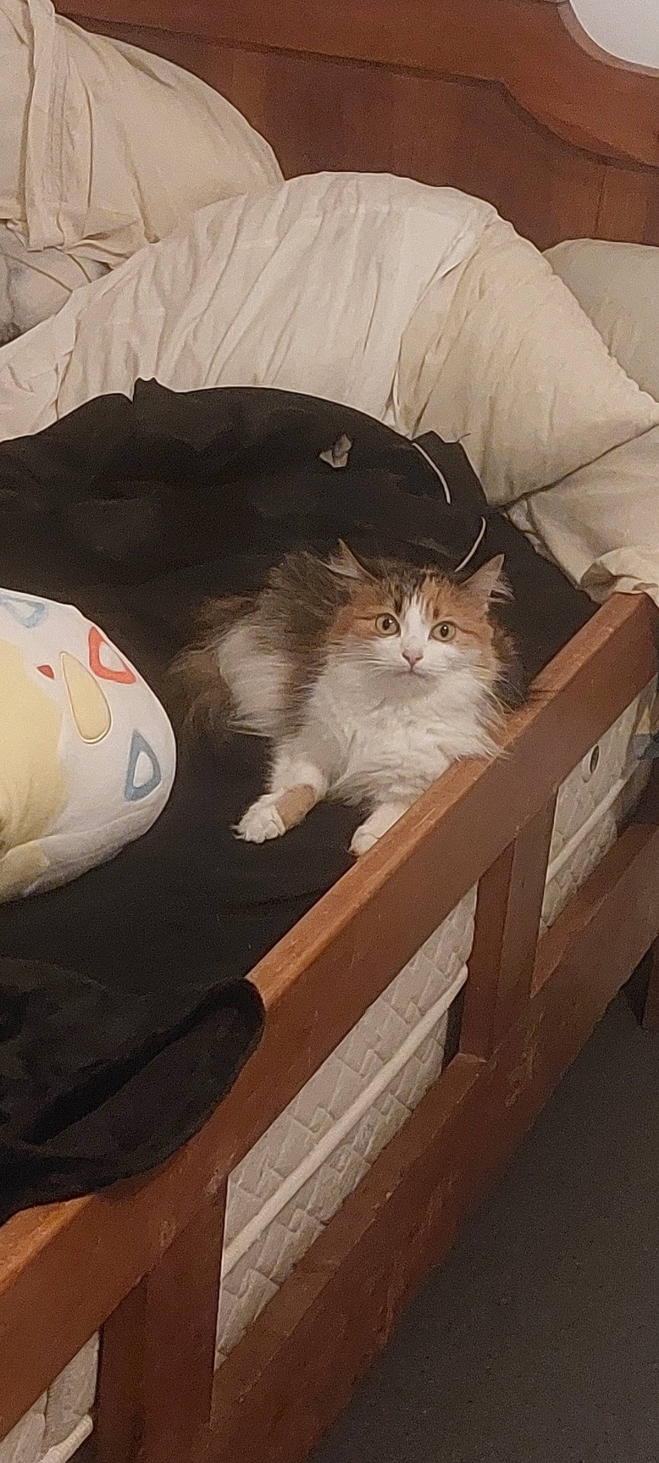 Rubis participe au concours pour gagner de l'argent avec cette photo : bench, box, cardboard, carnivore, cat, comfort, domestic_short_haired_cat, fawn, felidae, fur, hardwood, lap, nap, paw, shipping_box, sitting, small_to_medium_sized_cats, tail, whiskers, wood