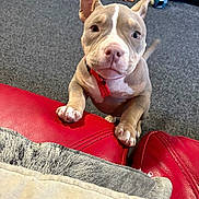 Bambam is registered to the contest to win money with this photo: puppy, dog, indoor, red_couch, carpet, toy, pet, collar, cute, animal, young_dog, looking, front_paws, furniture, domestic, playful, small_dog, brown_dog, ears_up, floor