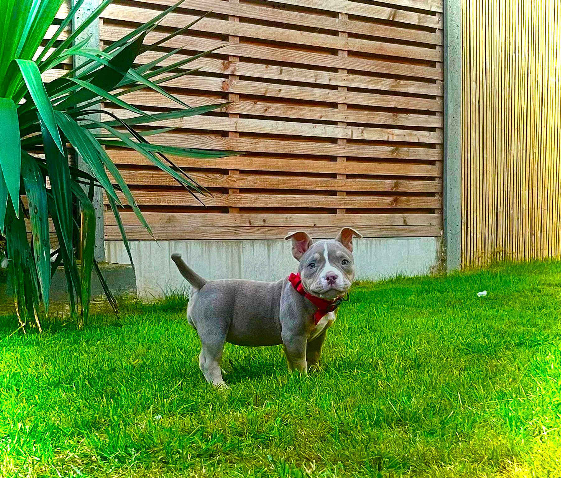 Bambam joined the competition — help win amazing prizes! puppy, dog, grass, outdoor, greenery, collar, pet, fence, plant, young_dog, cute, nature, yard, animal, standing, small_dog, backyard, canine, adorable, domestic_animal