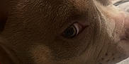 Bambam is registered to the contest to win money with this photo: dog, close_up, resting, sleepy, indoor, pet, canine, fur, face, eye, soft, white_surface, relaxed, cozy, brown, snout, animal, companion, cute, domestic