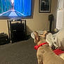 Bambam is registered to the contest to win money with this photo: dog, television, living_room, carpet, pet_bed, red_collar, furniture, remote_control, picture_frame, wall, toy_car, electronics, couch, person, window, doorway, ball, floor, indoor, watching