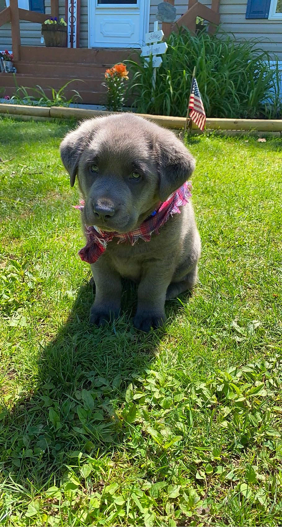 Blue is registered to the contest to win money with this photo: annual_plant, borador, canidae, carnivore, collar, companion_dog, dog, dog_breed, dog_collar, flag, fur, garden, grass, groundcover, pet_supply, plant, sporting_group, tail, terrestrial_animal, working_animal