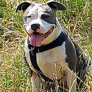 Izzy participe au concours pour gagner de l'argent avec cette photo : dog, animal, outdoor, grass, nature, pet, canine, happy, smiling, sunlight, summer, greenery, fur, collar, tongue, ears, field, playful, muzzle, daytime