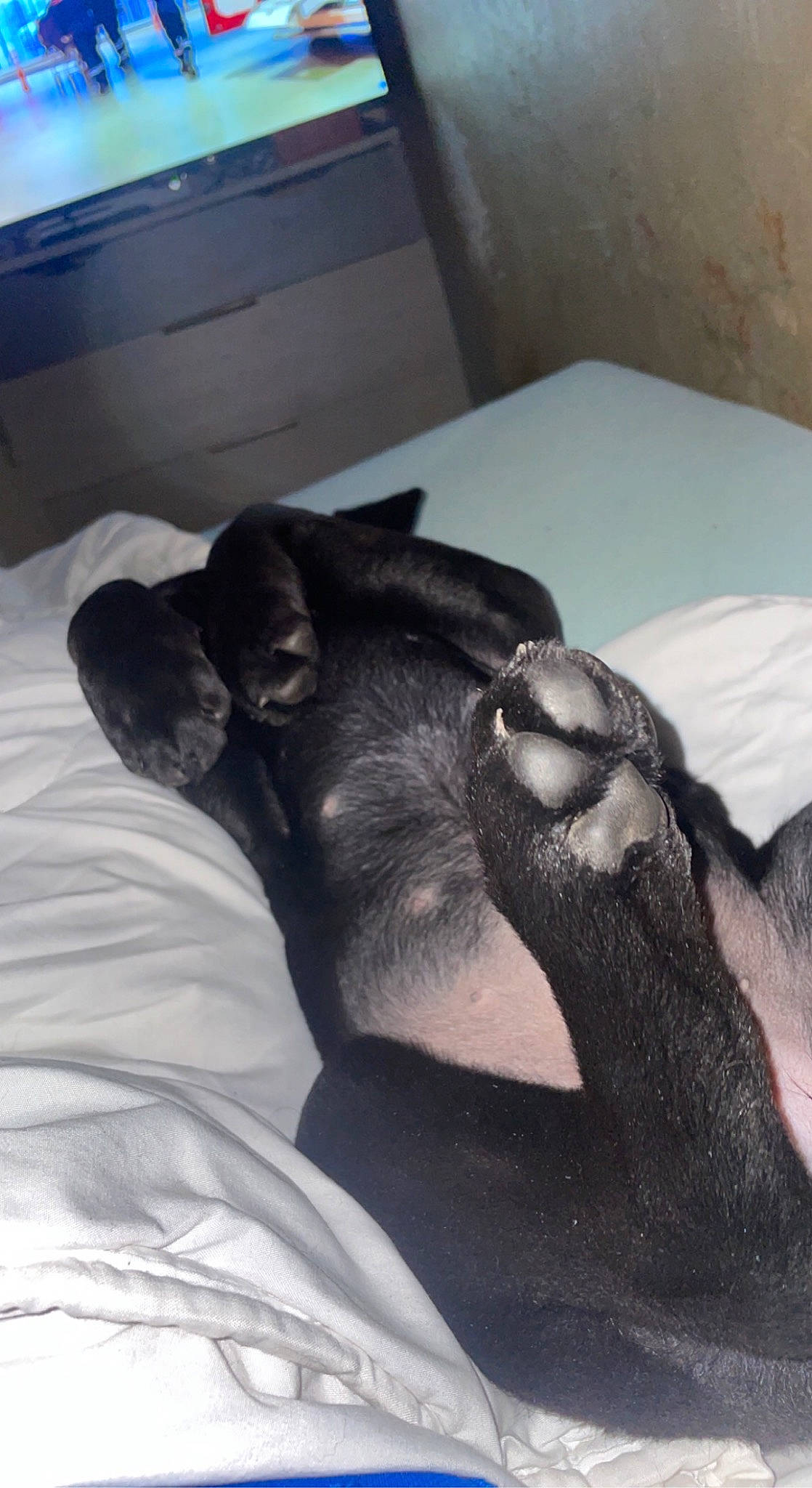 Tayra a rejoint le concours — aidez-le/la à gagner de superbes lots ! boston_terrier, canidae, carnivore, comfort, companion_dog, dog, dog_breed, ear, fawn, felidae, fur, grey, human_leg, linens, snout, sporting_group, tail, toy_dog, whiskers, working_animal