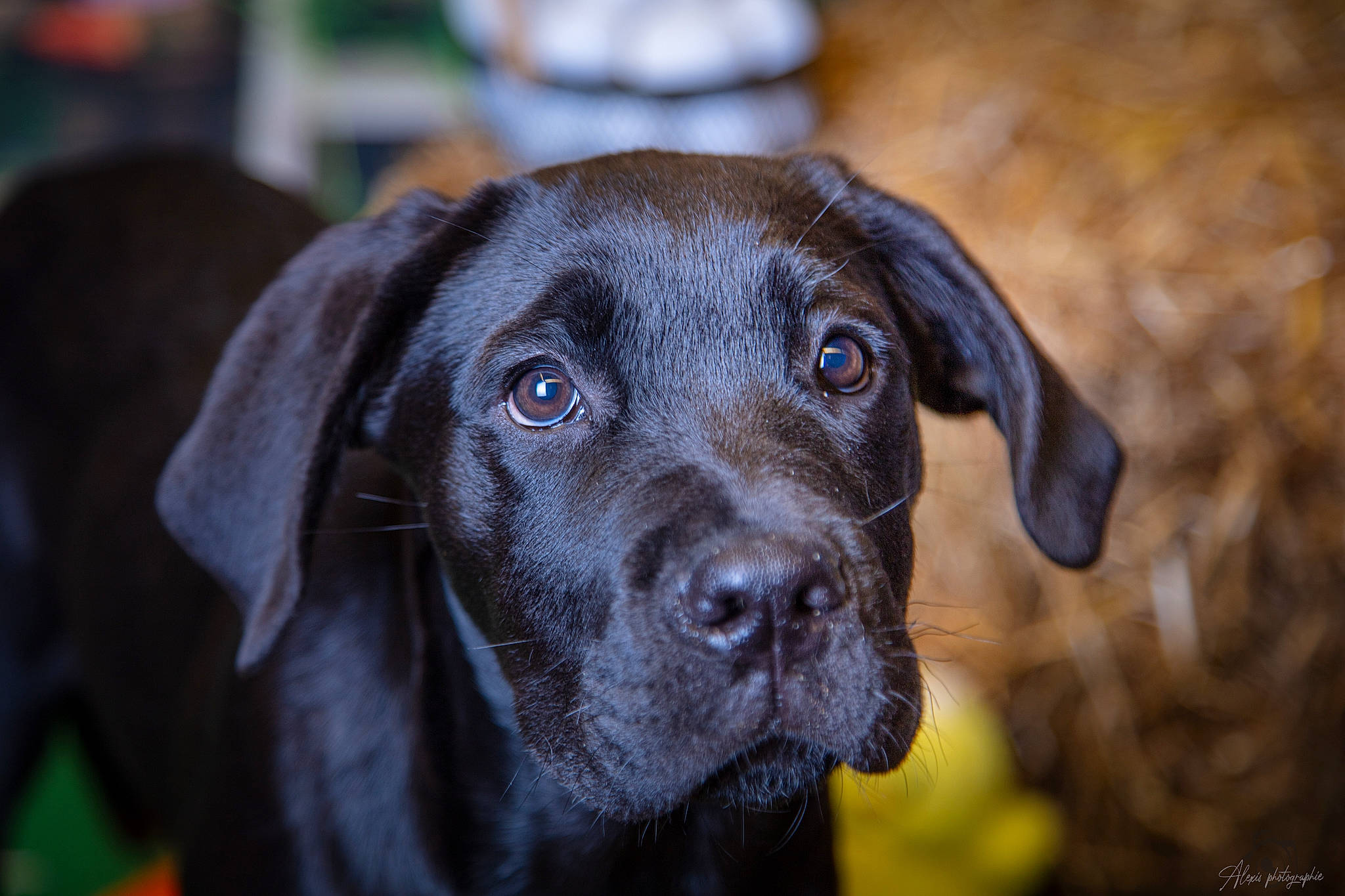 Tayra a rejoint le concours — aidez-le/la à gagner de superbes lots ! borador, canidae, carnivore, close_up, collar, companion_dog, dog, dog_breed, dog_collar, fawn, fur, grass, gun_dog, liver, plant, snout, sporting_group, terrestrial_animal, whiskers, working_animal