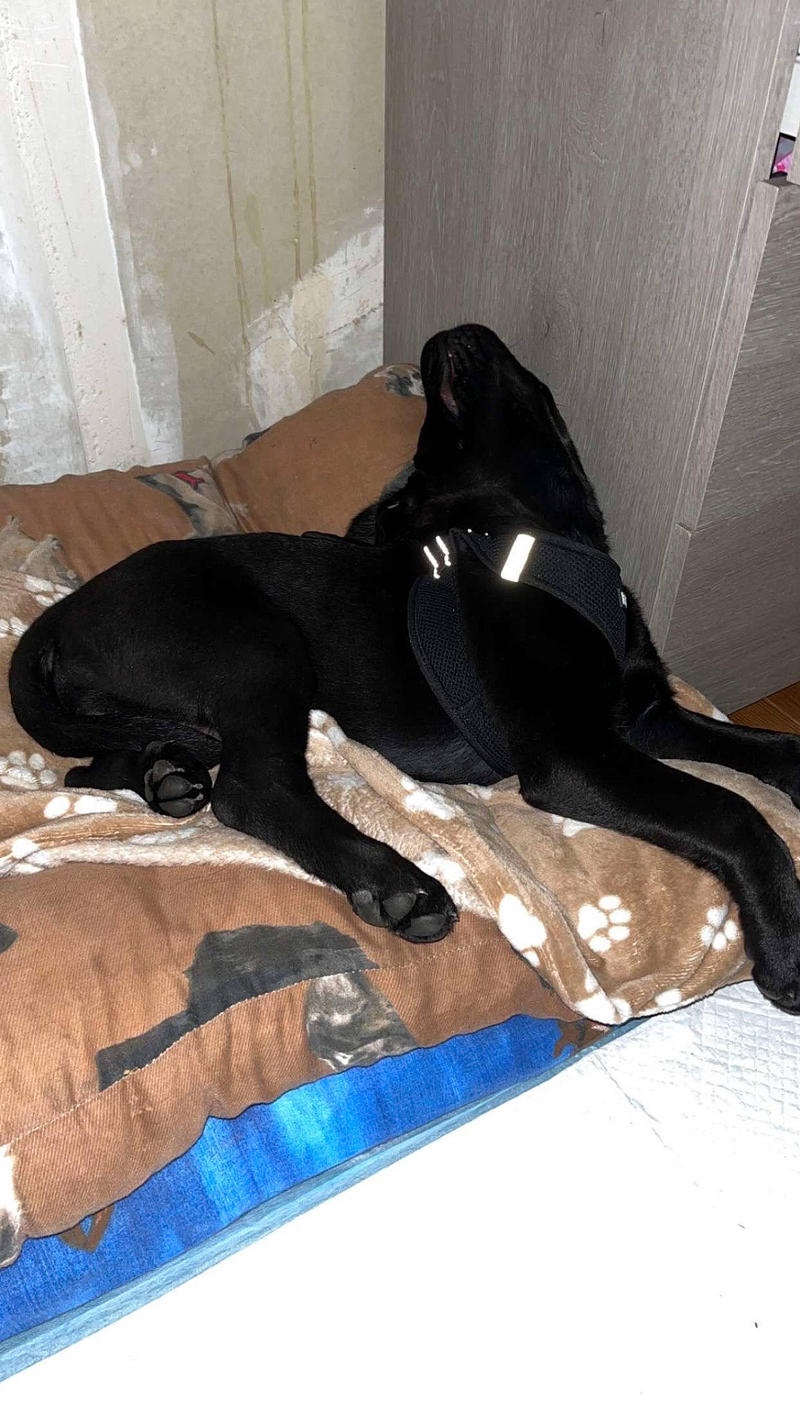 Tayra participe au concours pour gagner de l'argent avec cette photo : canidae, carnivore, comfort, companion_dog, dog, dog_breed, electric_blue, fawn, floor, flooring, fur, guard_dog, hardwood, human_leg, room, sporting_group, tail, terrestrial_animal, wood, working_animal