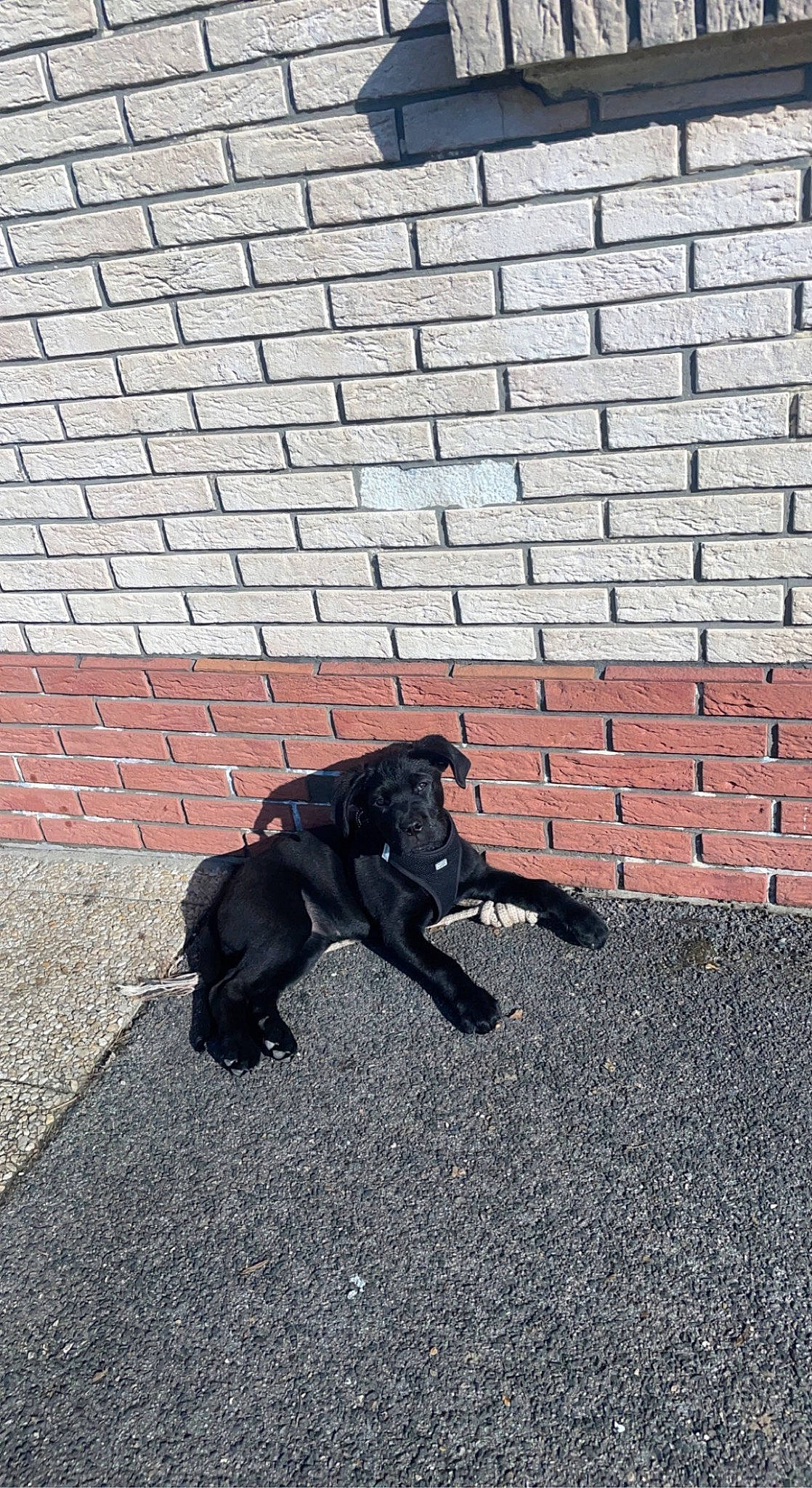 Tayra participe au concours pour gagner de l'argent avec cette photo : art, asphalt, brick, brickwork, carnivore, companion_dog, concrete, dog, dog_breed, flooring, grass, road, road_surface, shadow, sidewalk, snout, tail, tar, tints_and_shades, wood