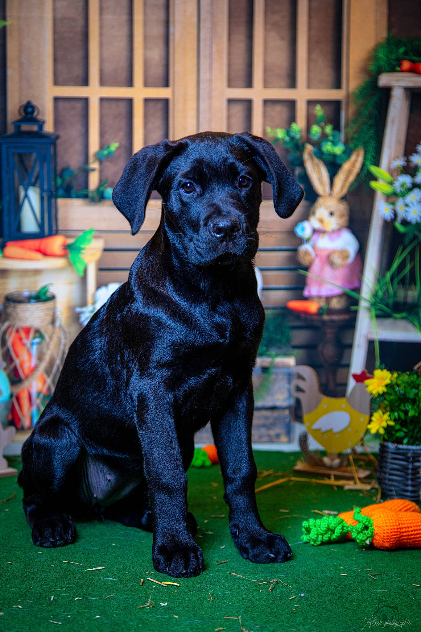 Tayra participe au concours pour gagner de l'argent avec cette photo : art, borador, canidae, carnivore, chair, companion_dog, dog, dog_breed, dog_collar, door, event, grass, guard_dog, plant, retriever, snout, sporting_group, tail, working_animal, working_dog