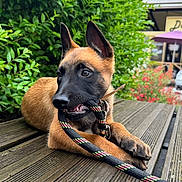 Boonty participe au concours pour gagner de l'argent avec cette photo : background_building, bench, black_snout, bushes, canine, collar, daylight, dog, ears, greenery, leash, nature, outdoor, pet, playful, puppy, resting, tongue, wooden_deck, young_dog