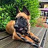 background_building, bench, black_snout, bushes, canine, collar, daylight, dog, ears, greenery, leash, nature, outdoor, pet, playful, puppy, resting, tongue, wooden_deck, young_dog