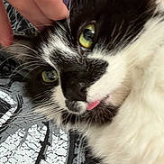 Gizmo joined the competition — help win amazing prizes! animal, black_and_white, cat, close_up, cute, domestic_cat, fabric, face, fur, green_eyes, hand, indoor, pattern, petting, portrait, relaxed, resting, texture, tongue_out, whiskers