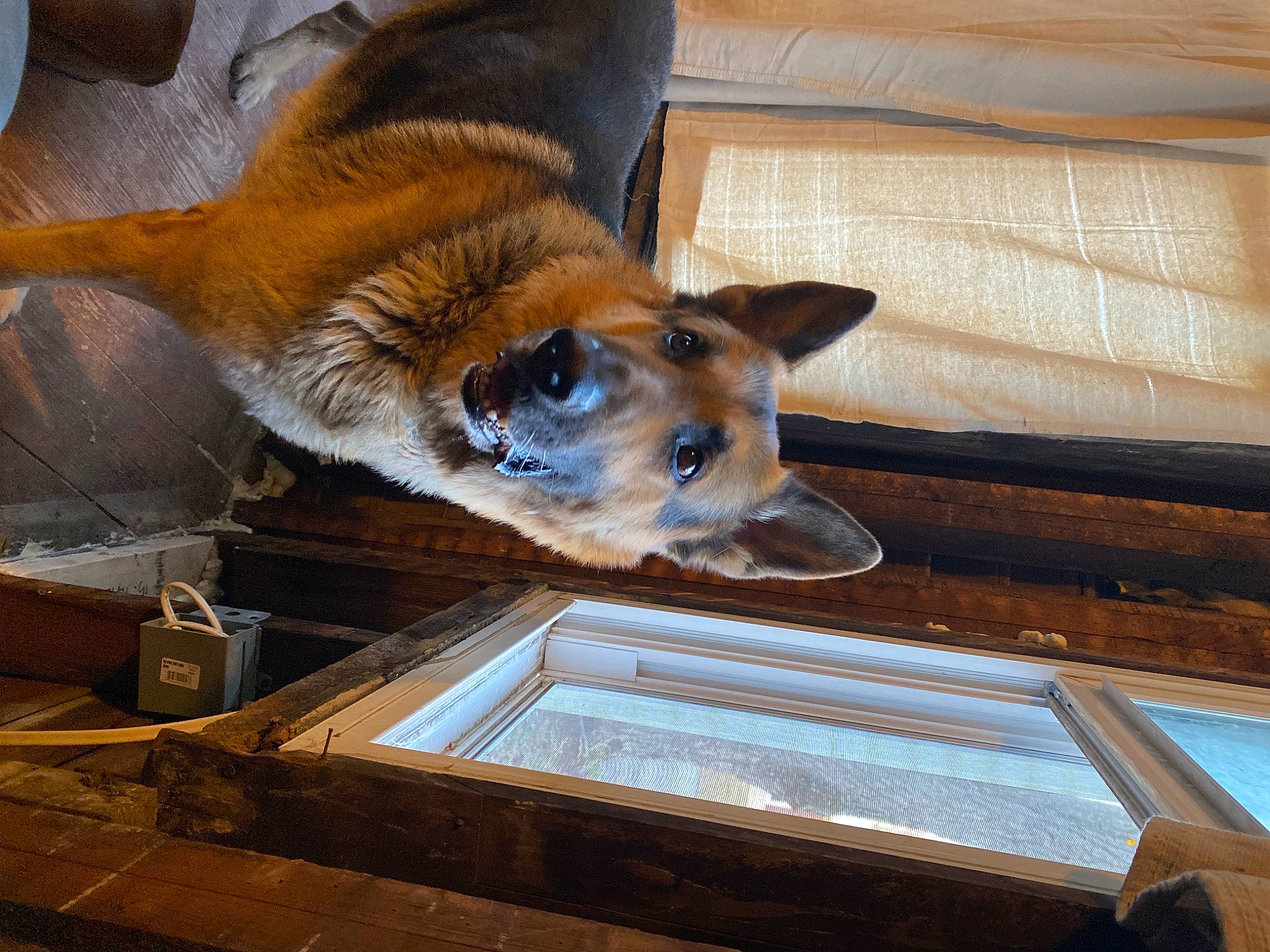 Buck is registered to the contest to win money with this photo: beam, building, canidae, carnivore, ceiling, companion_dog, daylighting, dog, dog_breed, fawn, felidae, flooring, fur, hardwood, paw, roof, sporting_group, whiskers, window, wood