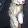 Atlas joined the competition — help win amazing prizes! puppy, dog, sleeping, brown, white, fur, pet, animal, cute, cozy, resting, cuddly, young, domestic_animal, paw, nose, ears, person, holding, relaxed