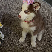 Atlas is registered to the contest to win money with this photo: puppy, dog, bow, carpet, indoor, pet, fur, cute, animal, collar, brown_and_white, sitting, young, domestic, ears, floor, household, looking_away, small, decor