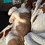 Atlas joined the competition — help win amazing prizes! cat, fluffy, sleeping, cozy, blanket, paw, fur, indoor, carpet, book, childrens_book, floral, napkin, relaxed, resting, brown_and_white, soft, home, pet, cute