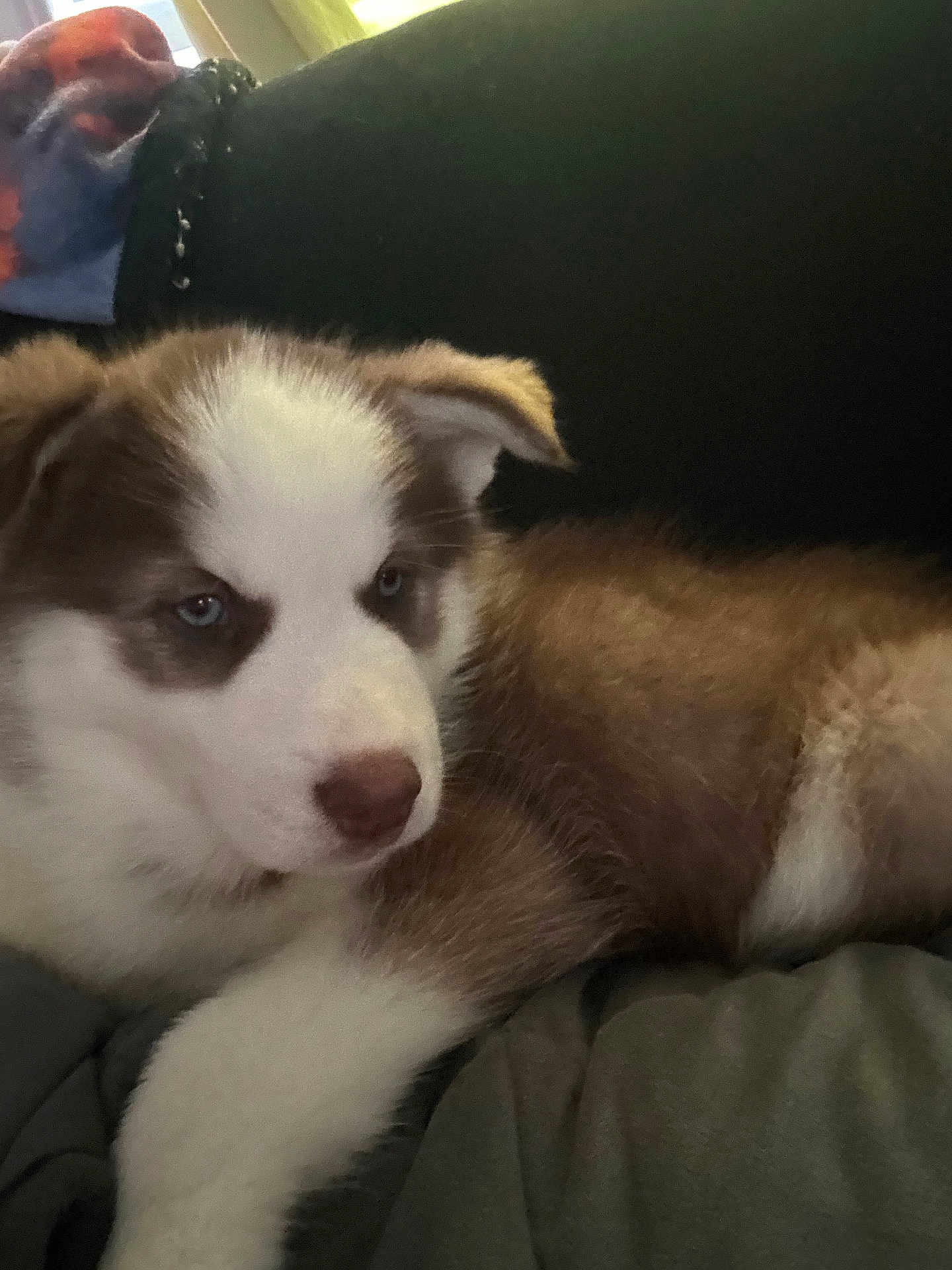 Atlas joined the competition — help win amazing prizes! puppy, dog, blue_eyes, fur, brown_and_white, laying_down, indoor, close_up, cute, pet, animal, young_dog, soft_fur, resting, face, ears, nose, cozy, calm, companion