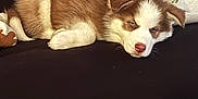 Atlas is registered to the contest to win money with this photo: puppy, dog, brown, white, blue_eyes, sleepy, sofa, couch, indoor, pet, fur, cute, resting, animal, pillow, home, cozy, laying_down, domestic_animal, young