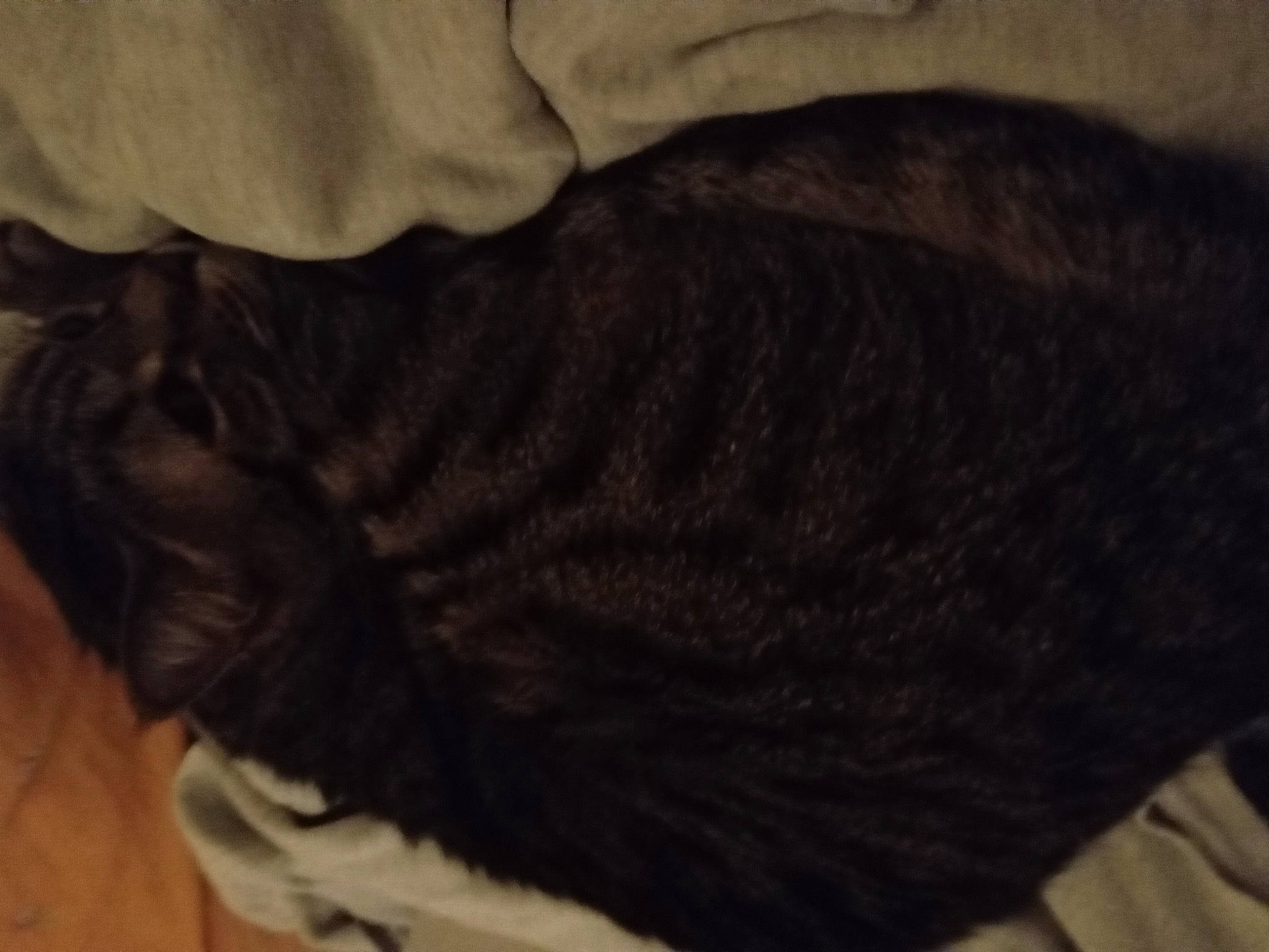 Gribouille a rejoint le concours — aidez-le/la à gagner de superbes lots ! black_cat, carnivore, cat, claw, comfort, dog_breed, domestic_short_haired_cat, felidae, flooring, fur, grey, hardwood, nap, small_to_medium_sized_cats, snout, sporting_group, tail, terrestrial_animal, whiskers, wood